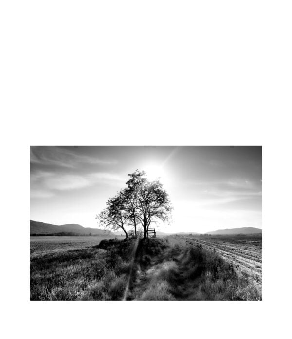 LANDSCAPE TREE photo art