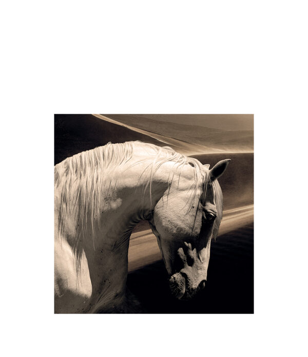 ARABIAN HORSE Fototavla