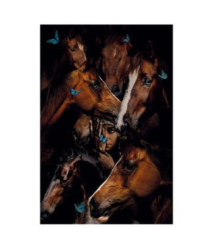 GYPSY HORSES Photographic art
