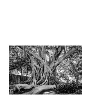 OLD TREE SICILY fototavla